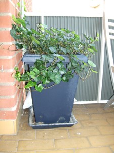 kruka